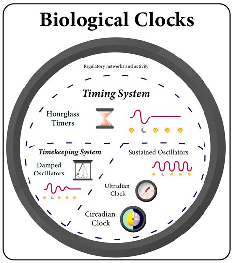 Studying the Human Microbiota: Advances in Understanding the ...