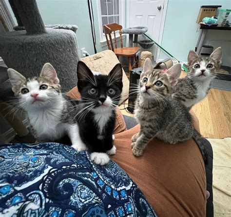 Spring Yard Sale & Adoption Event , Emmanuel UMW - Beltsville, 4 May ...