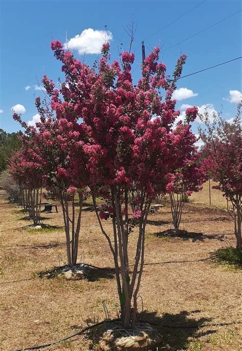 Crape Myrtle Lagerstroemia Indica Tree – BSBF