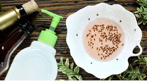 How to get rid of gnats inside your home | Tom's Guide