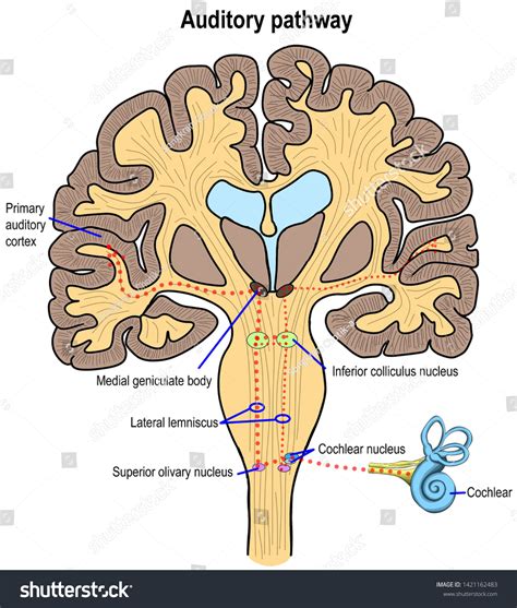 Primary Auditory Cortex
