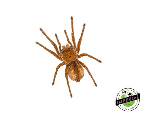 Goliath Tarantula Theraphosa Blondi