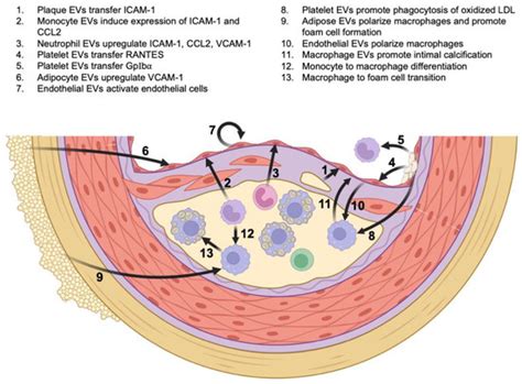 Cells | Special Issue : The Role of Extracellular Vesicles in Chronic ...