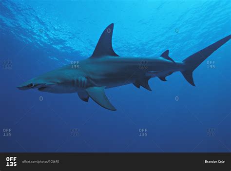 Great Hammerhead Shark (Sphyrna mokarran), 10 foot long solitary ...
