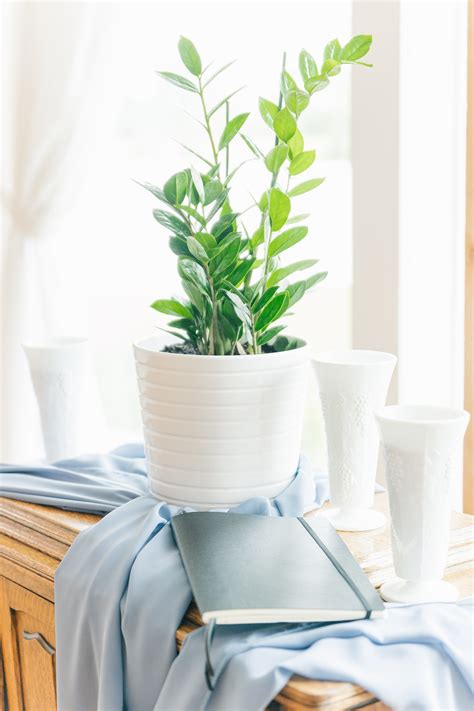 Image result for Unity Tree for Weddings