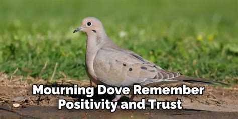 Mourning Dove Spiritual Meaning, Symbolism and Totem | Explained