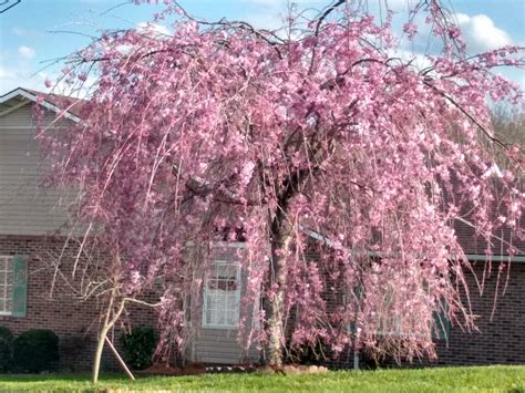 How To Plant A Japanese Weeping Cherry Tree at Natasha Cain blog