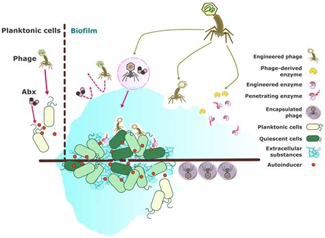 A Comprehensive Review on Phage Therapy and Phage-Based Drug Development