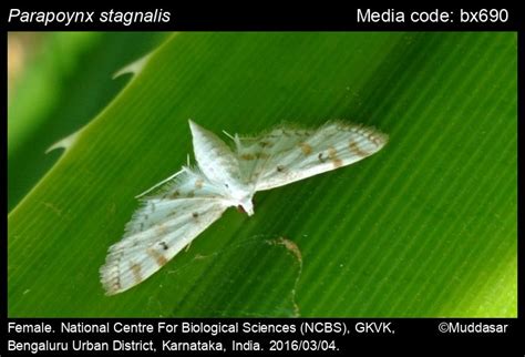 Parapoynx stagnalis | Moths