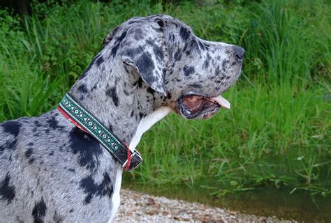 Great Dane Colors - Everything You Need To Know | PawLeaks