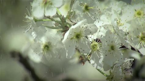 春雨中的梨花 图片 | 轩视界