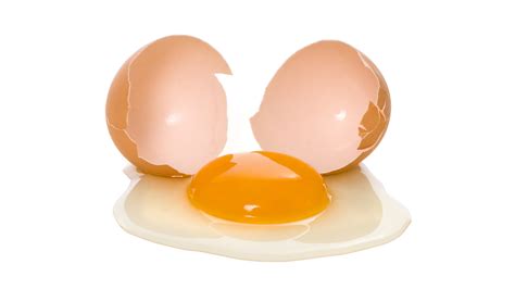Image result for Outer Shell Egg