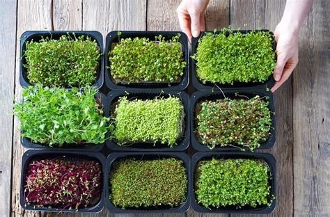 Buy Microgreen Seeds Online in India at Best Price - OrganicBazar
