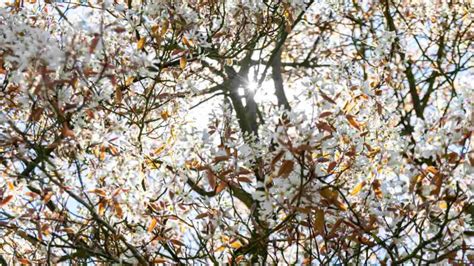 Image result for Serviceberry Tree Varieties