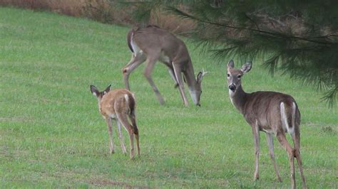 Changes for the 2020 hunting season in Alabama include new deer zones