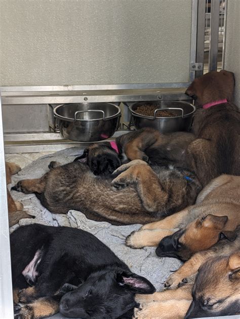 CORONA ANIMAL SHELTER - Corona CA - Hours, Directions, Reviews - Loc8NearMe