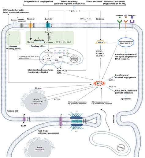 Dynamic Cancer Cell Heterogeneity: Diagnostic and Therapeutic Implications