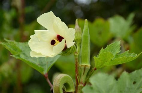 Okra Companion Plant