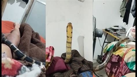 Man Casually Records Massive King Cobra Slithering On His Bed- Only To ...