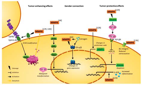 The Role of MMP8 in Cancer: A Systematic Review