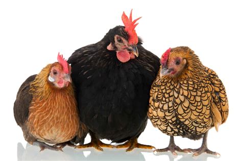 23 Popular Bantam Chicken Breeds