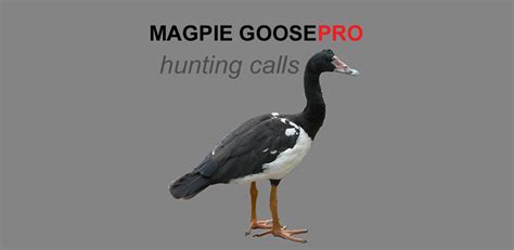 REAL Magpie Goose Calls - Hunting Calls for Magpie Geese - BLUETOOTH ...