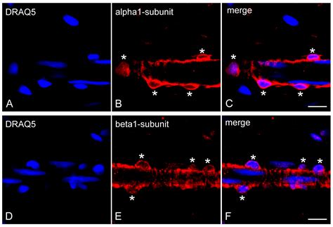The α1- and β1-Subunits of Nitric Oxide-Sensitive Guanylyl Cyclase in ...