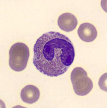 Image result for Monocyte Under Microscope