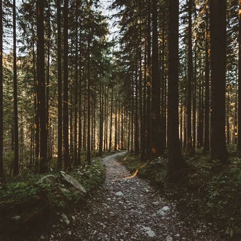 Download wallpaper 3415x3415 forest, pathway, trees, sunlight ipad pro ...