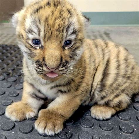 Siberian Tiger Cubs