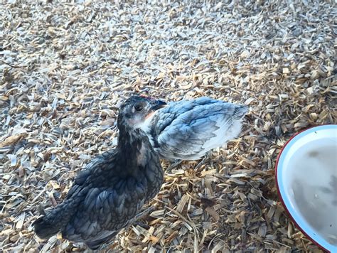 Sapphire Gem Pullets 4 weeks old | BackYard Chickens - Learn How to ...