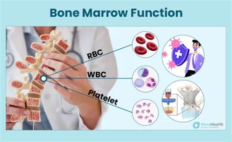 Image result for Bone Marrow Function