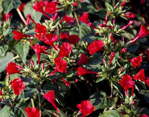 4 O'clock Flowers Four O'Clock | Marvel Of Peru – The Seed Company