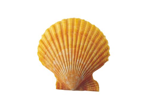 Image result for Shell Transparent