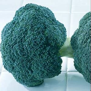 VibeX ® VXI-123 Lieutenant Broccoli Seed Seed Price in India - Buy ...