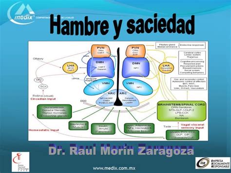 Reflexiones finales sobre hambre y saciedad