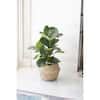 Buy Ficus Lyrata, Fiddle Leaf Fig Floor Plant in 10 in. Gray Planter ...