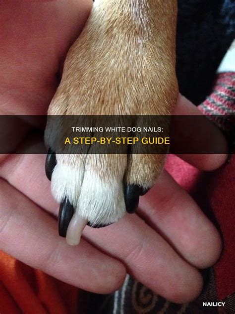 Trimming White Dog Nails: A Step-By-Step Guide | Nailicy