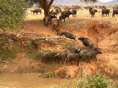 ZIMBA TOURS AND SAFARIS (2026) All You Need to Know BEFORE You Go (with ...