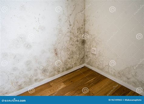 What Causes White Mold On Walls at Carmella Vanzant blog