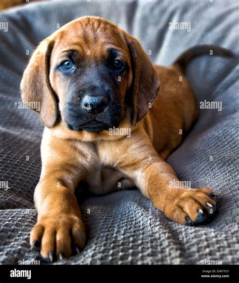 Red Bone Hound Puppies