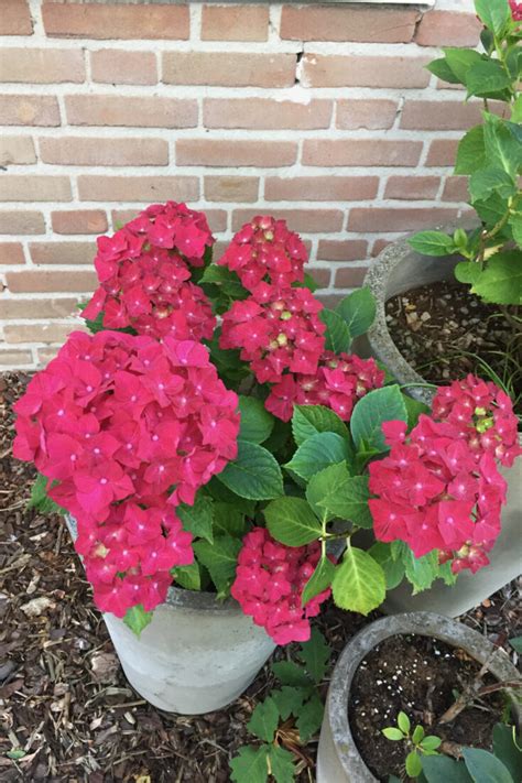 Image result for Pre-Spring Hydrangea Care