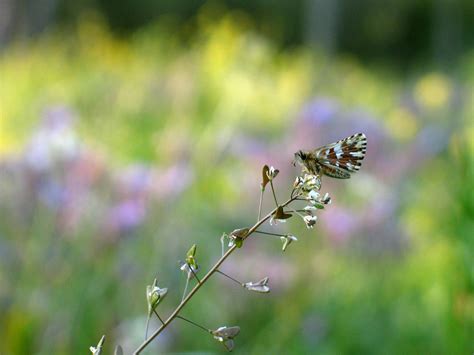 Image result for Saffron Color