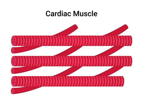 Image result for Cardiac Muscle Tissue Cells