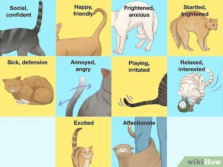 Cat Tail Language: Common Positions & What They Mean