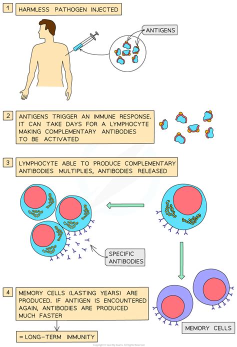 How Vaccines Work – CIE A Level Biology Revision Notes