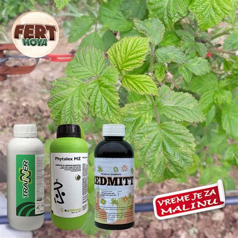 U zasadima su primećeni simptomi pojave grinje kao i standardnih ...