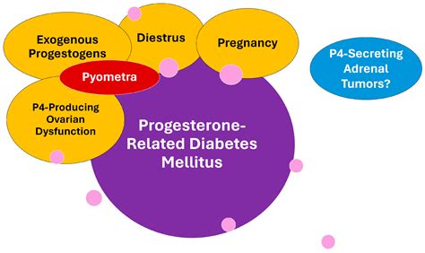 Progesterone-Related Diabetes Mellitus in the Bitch: Current Knowledge ...