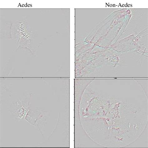 Image result for Grad Cam Example