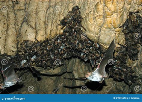 Group of Hibernating Bats Colony in a Cave Stock Photo - Image of rock ...